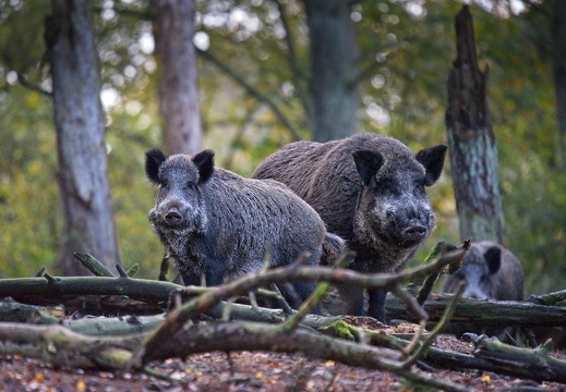 Skandinavisk Dyrepark